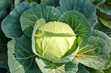 Obraz premium Close-up of fresh cabbage in the vegetable garden.