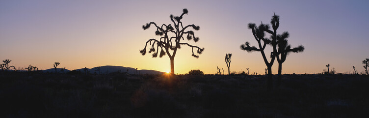 Fototapeta na wymiar Joshua trees at sunset, California