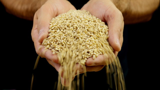 Man hands holding barley grain. Close-up 4k footage.
