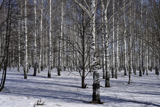 Fototapeta Birch trees