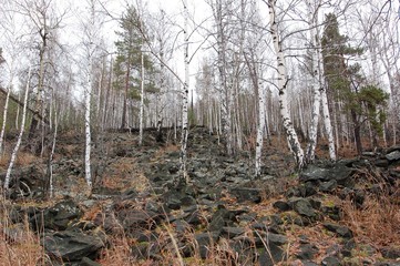 Каменная река. Склон горы Волчиха на среднем Урале. Окрестности Екатеринбурга. The stone river. The slope of mount Volchikha in the middle Urals. Environs Of Ekaterinburg