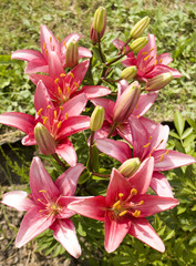 Obraz na płótnie Canvas Pink lilies