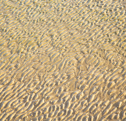 Fototapeta na wymiar dune morocco in africa brown coastline wet sand beach near atlan