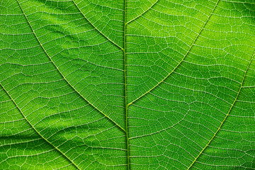 Naklejka na ściany i meble Close up on green leaf texture
