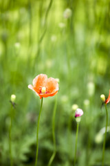 Poppies in the field