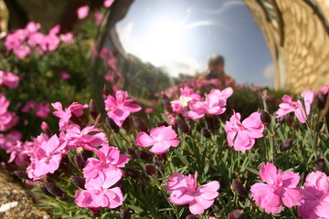 Pink flowers and person reflected in sunglasses
