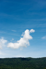 Green plant and blue sky 