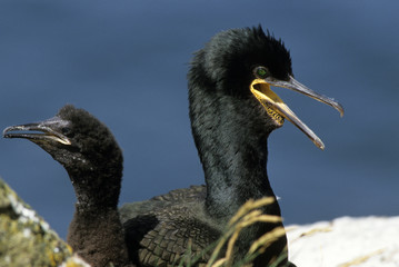 Cormoran huppé, Jeune et adulte, nid, Phalacrocorax aristotelis