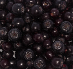 black ashberry isolated