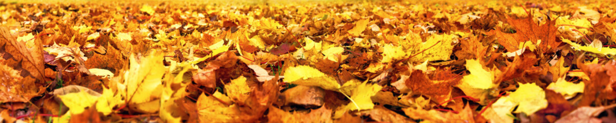 Naklejka na ściany i meble Autumn leaves, super wide banner