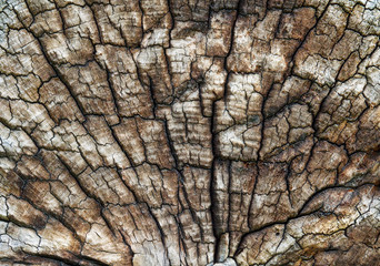 Old Log Texture