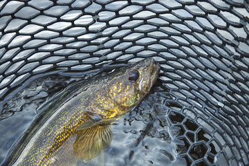 Fototapeta premium Close up of a nice walleye in the net