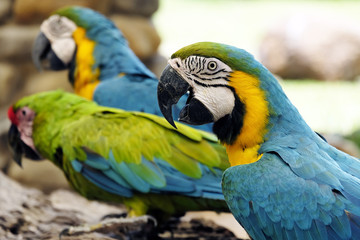 Portrait of blue and gold macaw parrot