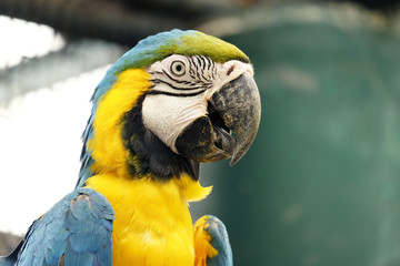 Portrait of blue and gold macaw parrot