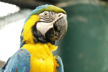 Portrait of blue and gold macaw parrot