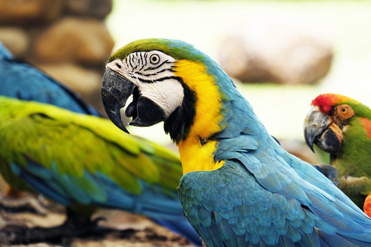 Portrait of blue and gold macaw parrot