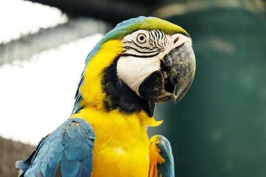 Portrait of blue and gold macaw parrot