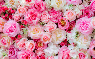 Soft color Roses Background