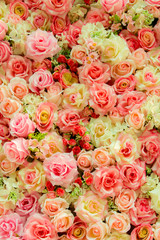 Soft color Roses Background