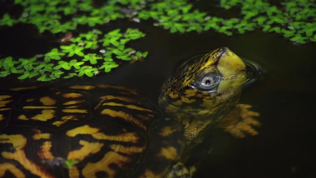Eastern Box Turtle, Terrapene Carolina, Portrait