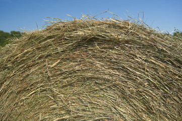 Roll of hay in a hay field with a bird, blue sky and clouds