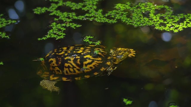 Eastern Box Turtle, Terrapene Carolina, Wide