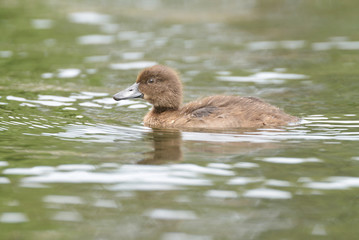 Tufted Duck - nestling