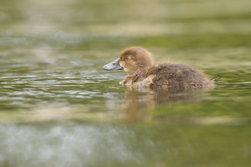 Tufted Duck - nestling