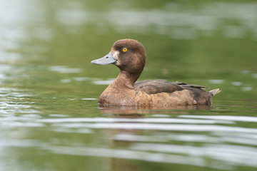 Tufted Duck - female