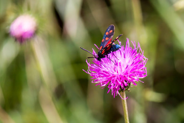 a moth six-spot burnet (Zygaena filipendulae) on a purple flower