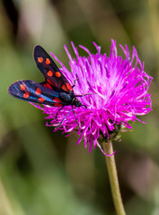 a moth six-spot burnet (Zygaena filipendulae) on a purple flower