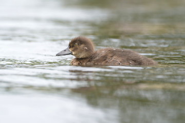 Tufted Duck - nestling