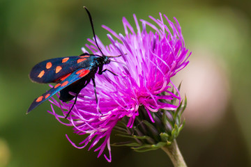 a moth six-spot burnet (Zygaena filipendulae) on a purple flower