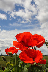 Obraz premium Poppy flowers