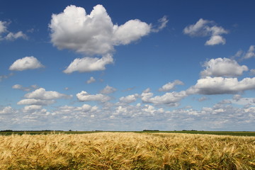 Obraz premium Wheat field