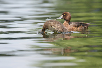 Tufted Duck - female with nestling.