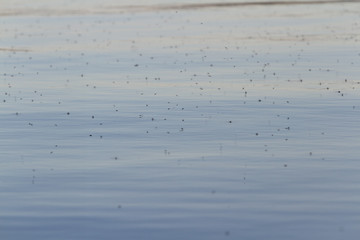 mosquitoes on the lake