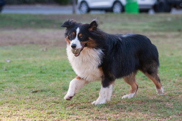 Black and white Australian Shepard running with the ball.