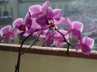 Dark Pink Orchidea Flowers