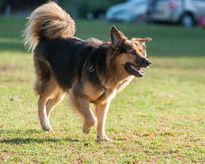 Mixed breed German Shepard dog having fun.