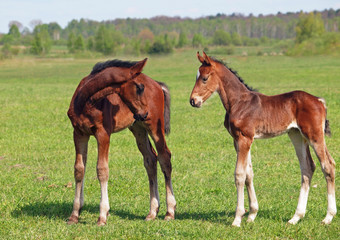 Two little foals  met on to the summer meadow