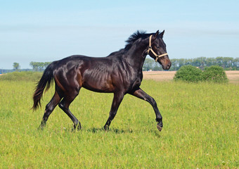 Obraz na płótnie Canvas Young bay stallion trots on a green meadow 