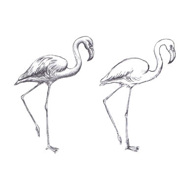Hand drawn flamingo on white background