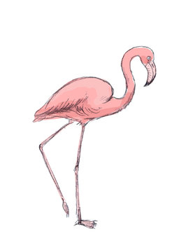 Hand drawn pink flamingo on white background