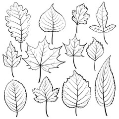 Set of twelve black and white leaves on a white background.