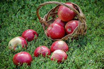 яблоки в плетенной корзинке. спелые румяные яблоки выпали в травуиз корзины 