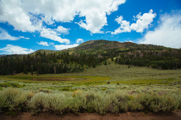 Fototapeta na wymiar Watering hole in Colorado Wilderness