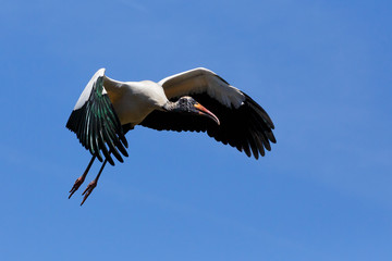 Flying Wood Stork