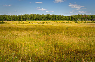 Fototapeta premium green grass, blue sky and white clouds.