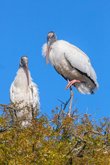 Wood Stork in Tree